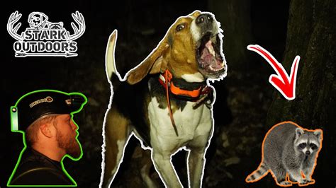 Rack em willie coonhound. Things To Know About Rack em willie coonhound. 
